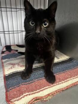 Domestic Short Hair Cats Available for Adoption in Simcoe, Ontario - Dagger | PetCurious