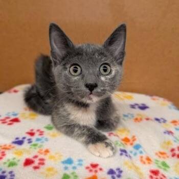 Chain Smokers -  Domestic Short Hair Cat for Adoption in Rochester, Minnesota - Chain Smokers | PetCurious