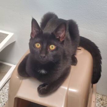 Rescue Domestic Short Hair Cats for Adoption in Decherd, Tennessee - Trace Adkins | PetCurious