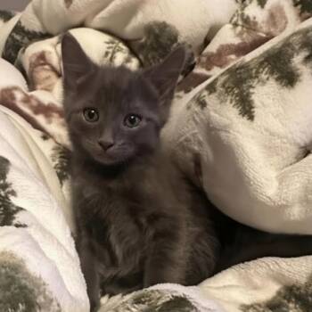 Bryce -  Domestic Short Hair Cat for Adoption in Warr Acres, Oklahoma - Bryce | PetCurious