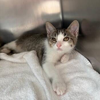 Abby -  Domestic Short Hair Cat for Adoption in Council Bluffs, Iowa - Abby | PetCurious