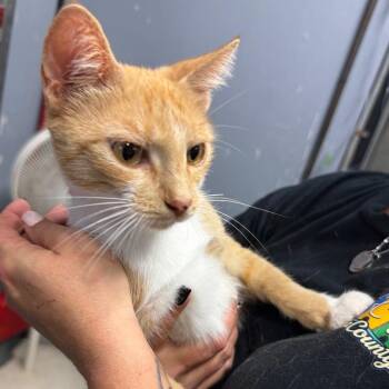 Loretta -  Domestic Short Hair Cat for Adoption in Lake Jackson, Texas - Loretta | PetCurious