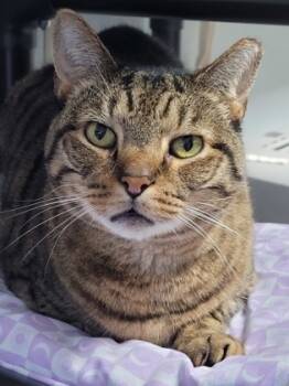 Rescue Domestic Short Hair Cats for Adoption in New Freedom, Pennsylvania - Waverly | PetCurious