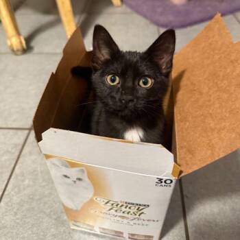 Rescue Domestic Short Hair Cats for Adoption in Tulsa, Oklahoma - Cobbler | PetCurious