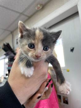 Domestic Short Hair Cats Available for Adoption in Pomona, New York - Marina | PetCurious