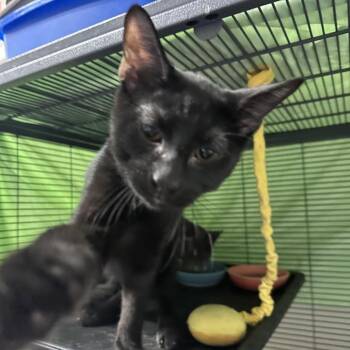 R4 -  Domestic Short Hair Cat for Adoption in Mount Laurel Township, New Jersey - R4 | PetCurious