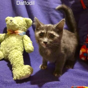 Dilute Tortoiseshell Cats Available for Adoption in Wyandotte, Michigan - Tiny Daffodil | PetCurious