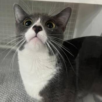 Domestic Short Hair Cats Available for Adoption in San Antonio, Texas - Tails | PetCurious
