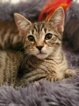 Rescue Tabby Cats for Adoption in Charlotte, North Carolina - Kiwi | PetCurious