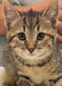 Rescue Domestic Medium Hair Cats for Adoption in Elizabethton, Tennessee - FREESIA | PetCurious