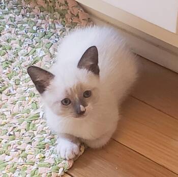 Toulousse -  Domestic Short Hair Cat Available for Adoption in Aylett, Virginia - Toulousse | PetCurious