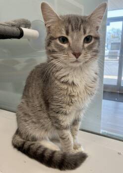 Tabby and Domestic Short Hair Cats Available for Adoption in Georgetown, Kentucky - Tito