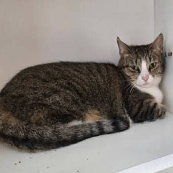 Rescue Domestic Short Hair Cats for Adoption in Jasper, Indiana - Shirley | PetCurious