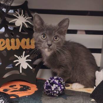 Beetle -  Domestic Short Hair Cat for Adoption in Lynchburg, Virginia - Beetle | PetCurious