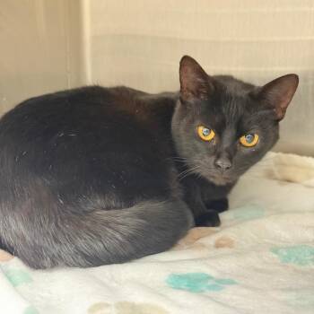 Pumpkin -  Domestic Short Hair Cat for Adoption in Spring Hill, Kansas - Pumpkin | PetCurious