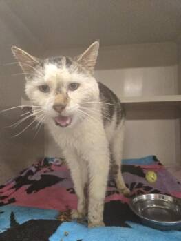 ANGUS -  Domestic Short Hair Cat for Adoption in Hagerstown, Maryland - ANGUS | PetCurious
