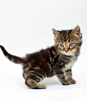 Domestic Short Hair Cats Available for Adoption in Morton Grove, Illinois - Scribe | PetCurious