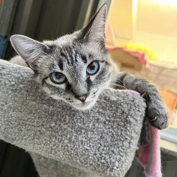 Poppy -  Siamese Cat for Adoption in Maple Ridge, British Columbia - Poppy | PetCurious