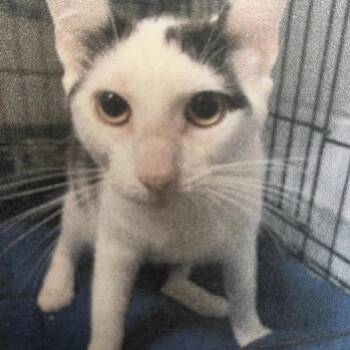 Mrs. Potato Head -  Domestic Short Hair Cat for Adoption in New York, New York - Mrs. Potato Head | PetCurious