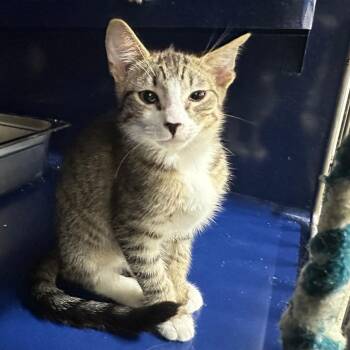 Pollux -  Domestic Short Hair Cat for Adoption in Los Angeles, California - Pollux | PetCurious