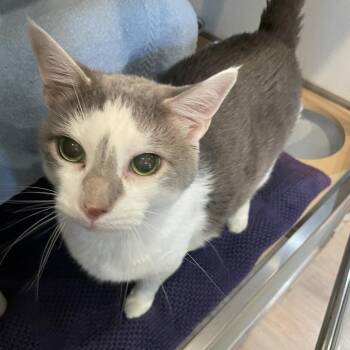 Dickson -  Domestic Short Hair Cat for Adoption in Saint Charles, Missouri - Dickson | PetCurious