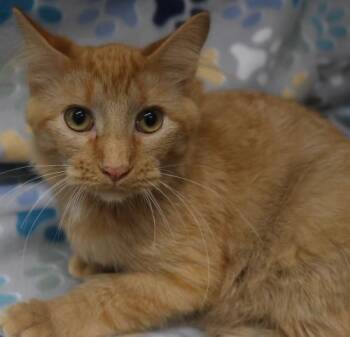 Beetle -  Domestic Medium Hair Cat for Adoption in Thief River Falls, Minnesota - Beetle | PetCurious