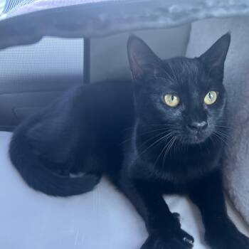 Rescue Domestic Short Hair Cats for Adoption in Baton Rouge, Louisiana - Blackberry | PetCurious