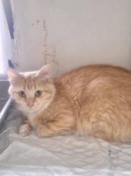 Rescue Domestic Long Hair Cats for Adoption in Chappell, Nebraska - Pebbles | PetCurious