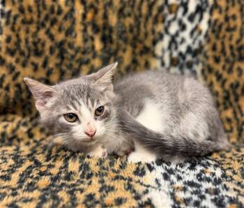 Domestic Short Hair Cats Available for Adoption in Conroe, Texas - APRICOT | PetCurious