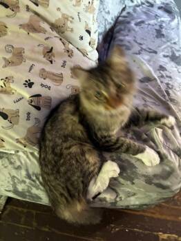 Justice -  Domestic Short Hair Cat for Adoption in Pitman, New Jersey - Justice | PetCurious