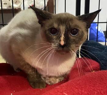Siamese Cats Available for Adoption in Lockhart, Texas - Siamese | PetCurious