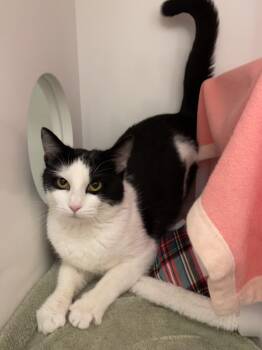 Rescue Domestic Short Hair Cats for Adoption in Friday Harbor, Washington - Stardust | PetCurious