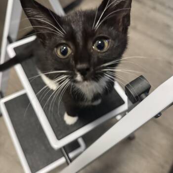 Cookie -  Domestic Short Hair Cat for Adoption in Greenwood, Indiana - Cookie | PetCurious
