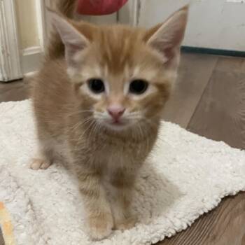 Domestic Short Hair Cats Available for Adoption in Fredericksburg, Virginia - Auriga | PetCurious