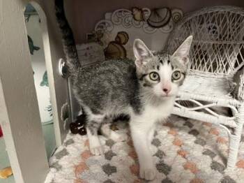 Jack -  Domestic Short Hair Cat for Adoption in Beatrice, Nebraska - Jack | PetCurious