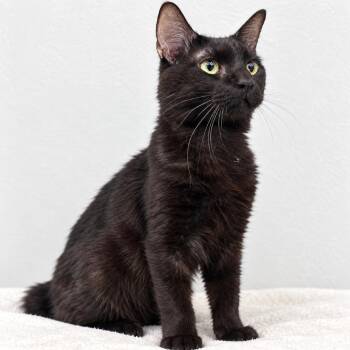 Key Lime -  Domestic Short Hair Cat for Adoption in Austin, Texas - Key Lime | PetCurious