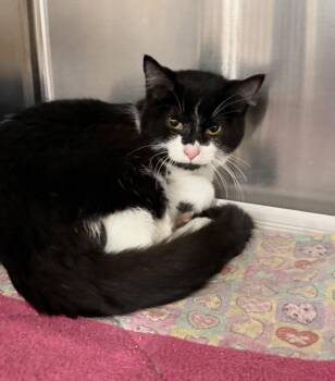 Domestic Short Hair Cats Available for Adoption - Thilo ( Must Be Adopted With Thansi) | PetCurious