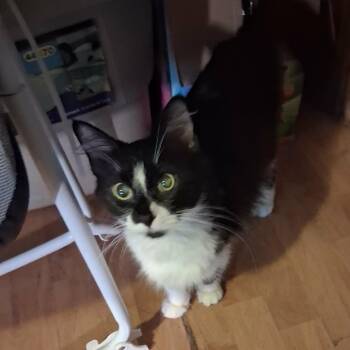 Jewel -  Domestic Short Hair Cat for Adoption in Pittsburg, Kansas - Jewel | PetCurious