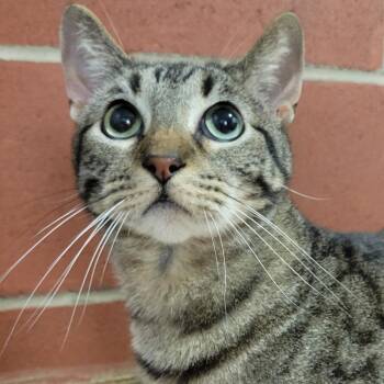 Domestic Short Hair Cats Available for Adoption in Cabot, Arkansas - (Found) Paddington | PetCurious