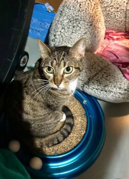Parker -  Domestic Short Hair Cat for Adoption in Elmwood, Louisiana - Parker | PetCurious