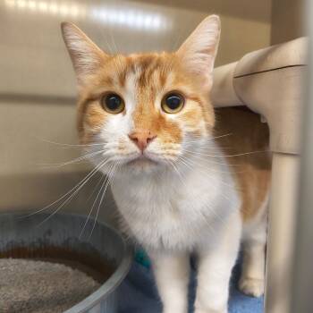 Domestic Short Hair Cats Available for Adoption in Saint Marys, Pennsylvania - Weasley | PetCurious