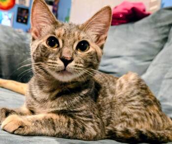 Zoey -  Domestic Short Hair Cat for Adoption in St. Augustine, Florida - Zoey | PetCurious