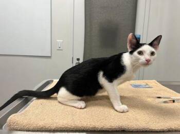 John Adams -  Domestic Short Hair Cat for Adoption in Kansas City, Missouri - John Adams | PetCurious