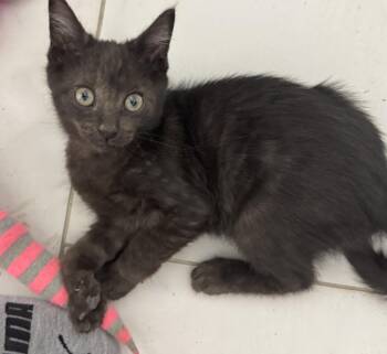 Brewer (the gentle soul) -  Domestic Short Hair and Burmese Cat for Adoption in Houston, Texas - Brewer (the Gentle Soul) | PetCurious