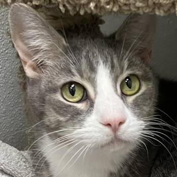 Lemon Pepper -  Domestic Short Hair Cat for Adoption in Murray, Utah - Lemon Pepper | PetCurious