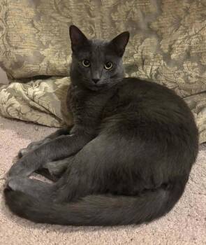 Atlantic -  Russian Blue Cat for Adoption in Beverly, Massachusetts - Atlantic | PetCurious