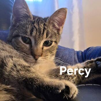 Tabby Cats Available for Adoption - Percy | PetCurious