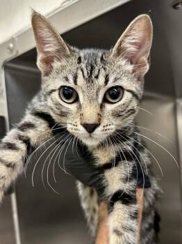 Butterfly -  Domestic Short Hair Cat for Adoption in Wichita, Kansas - Butterfly | PetCurious