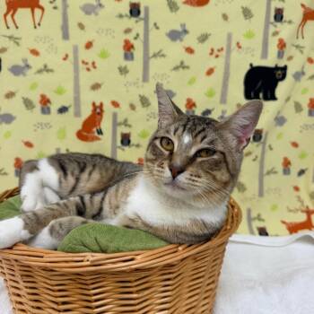 Sammy -  Domestic Short Hair Cat for Adoption in Riverwoods, Illinois - Sammy | PetCurious