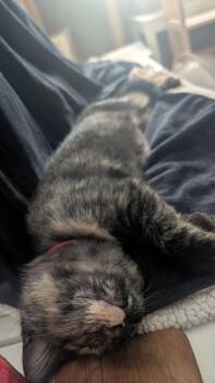 Brooke -  Domestic Short Hair Cat for Adoption in Wheaton, Illinois - Brooke | PetCurious